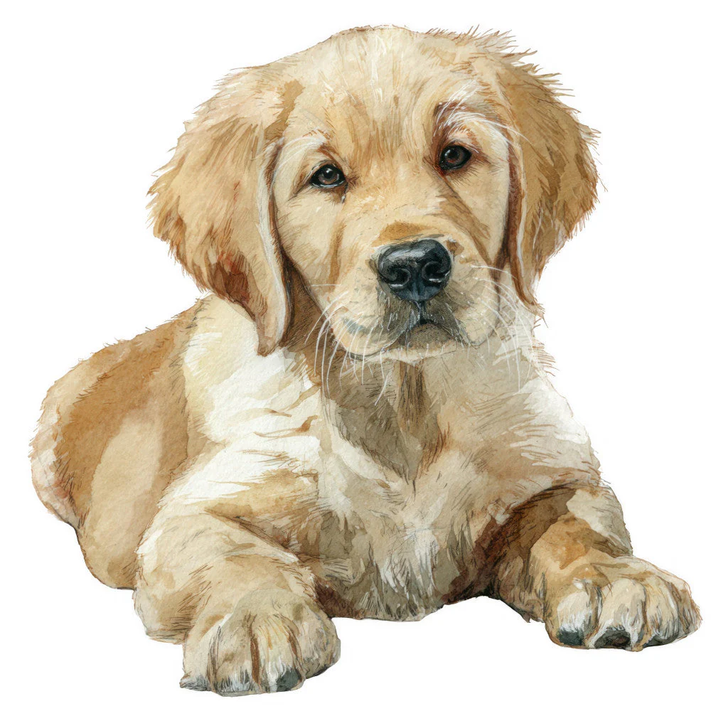 Golden Retriever Fabric Panel 13